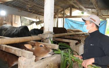 Luong Tuan Trung's family, Bang La 2 village, Dai Lich commune keeps buffaloes and cows in captivity during the days when the temperature is low and provides enough food for them.