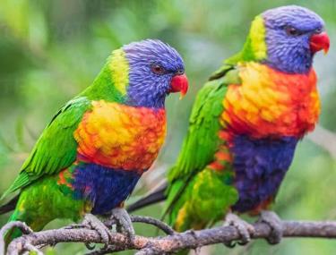 Vẹt lorikeet, loài chim đặc hữu của quần đảo Polynesia.