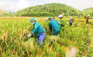 Cán bộ, chiến sĩ lực lượng vũ trang huyện Lục Yên giúp dân gặt lúa.