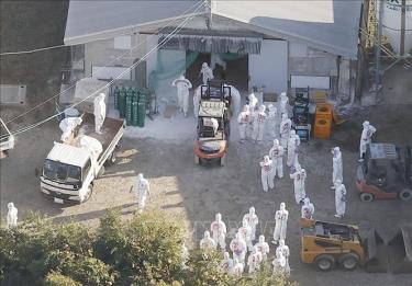 Công nhân tiêu hủy gia cầm bị nhiễm cúm ở Kobayashi, tỉnh Miyazaki, miền Tây Nam Nhật Bản. Ảnh minh họa