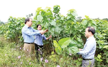 Đồng chí Tạ Văn Long - Phó Bí thư Thường trực Tỉnh ủy và lãnh đạo huyện Trấn Yên tham quan mô hình trồng dâu nuôi tằm tại xã Việt Thành.