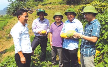 Đồng chí Giàng A Thào - Bí thư Huyện ủy Trạm Tấu nắm tình hình sản xuất và động viên người dân tại xã Trạm Tấu.