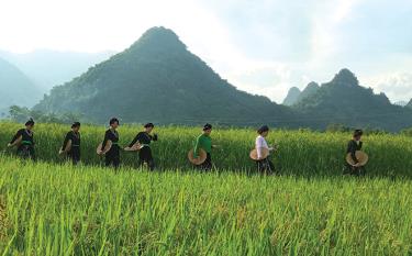 Nét quê Lâm Thượng.