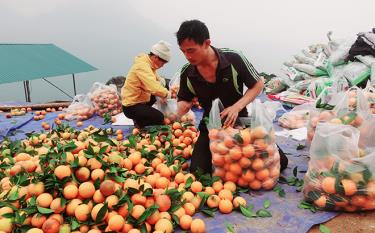 Người dân thị trấn Yên Thế vui mừng cam được mùa được giá nhờ chính sách phát triển nông nghiệp.