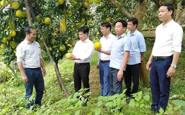 Huyện Yên Bình phối hợp triển khai đề tài nghiên cứu các biện pháp kỹ thuật tổng hợp để duy trì nâng cao chất lượng sản phẩm bưởi Đại Minh.