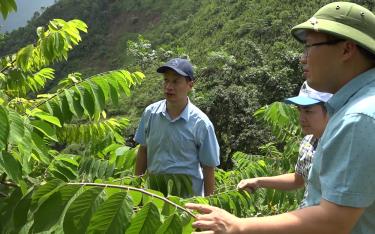 Lãnh đạo huyện Văn Chấn cùng lãnh đạo Sở Nông nghiệp và Phát triển nông thôn tỉnh kiểm tra mô hình trồng na dai Thái Lan tại xã Suối Bu.