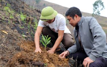 Năm 2024, tỉnh Yên Bái phấn đấu trồng 15.000 ha rừng các loại, tỷ lệ che phủ rừng ổn định 63%.