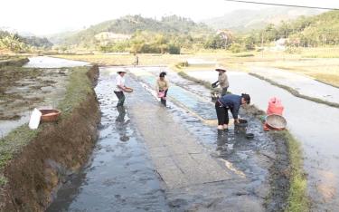 Nông dân các xã vùng thấp huyện Văn Yên chủ động gieo mạ để sản xuất vụ xuân 2024 đúng thời vụ.