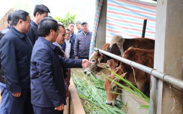 Bộ trưởng, Chủ nhiệm Ủy ban Dân tộc Hầu A Lềnh thăm mô hình chăn nuôi trâu, bò của ông Vàng A Lử, thôn Tấu Dưới, xã Trạm Tấu, huyện Trạm Tấu