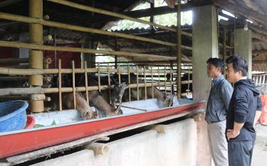 Mô hình chăn nuôi dê theo Nghị quyết 69 của hộ ông Âu Quang Vinh, thôn Sơn Bắc, xã Mai Sơn, huyện Lục Yên cho thu nhập cao.