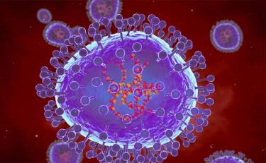 Minh họa máy tính về các hạt của metapneumovirus ở người (HMPV).