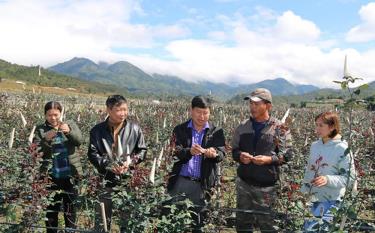 Mô hình liên kết trồng hoa hồng ở xã Nậm Khắt mang lại nhiều việc làm, thu nhập ổn định cho người dân địa phương.