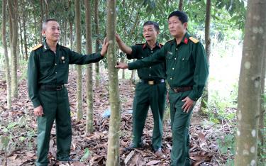 CCB Hà Văn Chiến (bên trái) giới thiệu về đồi quế hơn 10 năm tuổi của gia đình với lãnh đạo Hội CCB huyện Trấn Yên và xã Tân Đồng. 
