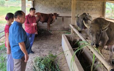 Lãnh đạo Hội Nông dân thành phố Yên Bái thăm mô hình nuôi trâu, bò của hội viên tại xã Văn Phú.