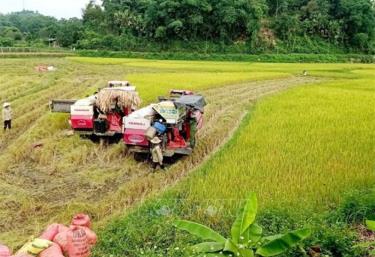 Nông dân xã Đông Cuông, huyện Văn Yên (Yên Bái) thu hoạch lúa ST25 vụ xuân bằng máy gặt. Ảnh tư liệu, minh họa