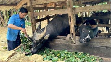 Ảnh minh họa: Được chính quyền hỗ trợ trâu bò để sản xuất, thu nhập gia đình anh Lý Văn Nó (xã Thượng Thôn, huyện Hà Quảng, tỉnh Cao Bằng) từng bước được cải thiện.