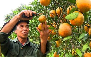 Mô hình trồng cam Vinh của gia đình anh Nguyễn Văn Hiền rộng hơn 3ha cho thu nhập  trên 1 tỷ đồng/năm.