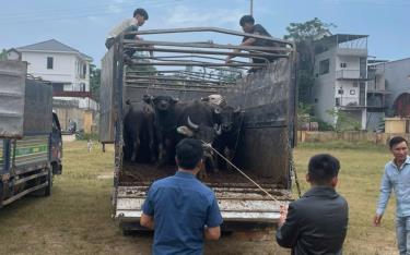 Hộ nghèo ở xã Tân Hợp, huyện Văn Yên nhận con giống từ các chính sách, chương trình mục tiêu quốc gia, tạo sinh kế cho hộ nghèo vươn lên.