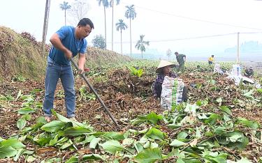 Gia đình anh Hoàng Văn Hào thu hoạch củ đao riềng.