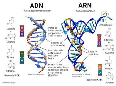 Hình minh họa ADN và ARN.