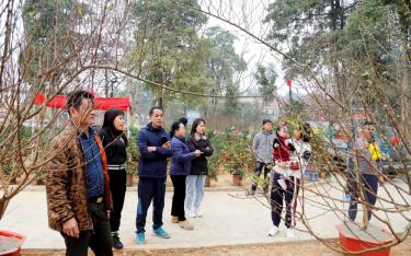 Hội Hoa Xuân tại thành phố Yên Bái thu hút đông đảo nhân dân đến tham quan.