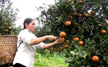 Mô hình trồng cam đã mang lại nguồn thu nhập cho người dân xã Khánh Hòa