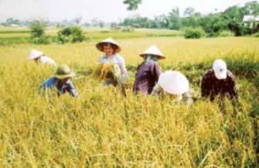 Nhờ chuyển dịch cơ cấu giống phù hợp, sản xuất nông nghiệp Yên Bái liên tục giành thắng lợi.