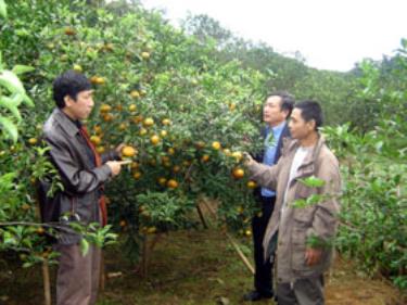 Anh Nguyễn Văn Diện (bên phải) đang giới thiệu với khách, cây cam đường canh bán được
3 triệu đồng.

