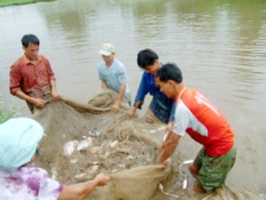 Để chế biến món Pà mẳm ngon nhất thiết phải có cá ao, cá ruộng.