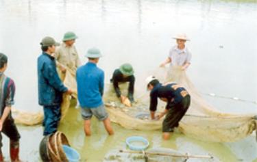 Nghề nuôi thủy sản ở Lục Yên không những giúp người dân cải thiện bữa ăn hàng ngày mà còn đem lại thu nhập đáng kể cho nông dân.(Ảnh: Lưu Đức Huấn)