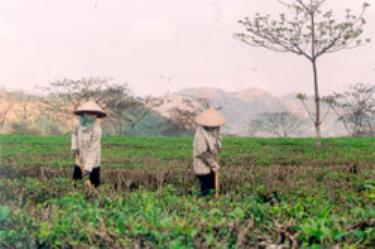 Nông dân huyện Văn Chấn đang chăm sóc chè xuân. (Ảnh: Thanh Sơn)

