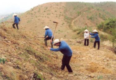 Công nhân Đội sản xuất Cao Biền - Công ty Lâm nghiệp Thác Bà làm đất trồng cây vụ xuân. (Ảnh: Đức Thành)