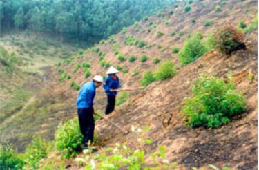 Công nhân Lâm trường Thác Bà (Yên Bình) trồng mới 250 ha rừng trong vụ xuân 2007, chủ yếu là keo, bạch đàn. (Ảnh: Văn Tuấn)

