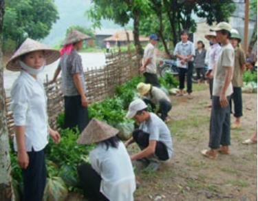 Nông dân xã Sơn Lương (huyện Văn Chấn)nhận bầu chè giống, phục vụ cho kế hoạch trồng năm 2007.