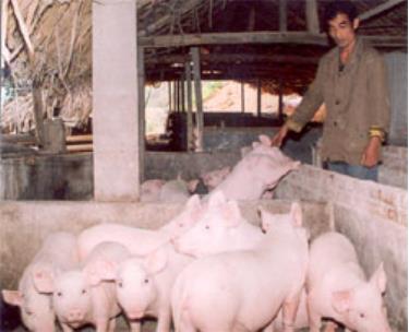 Anh Đặng Văn Hãnh chăm sóc đàn lợn.
(Ảnh: Đào Minh)
