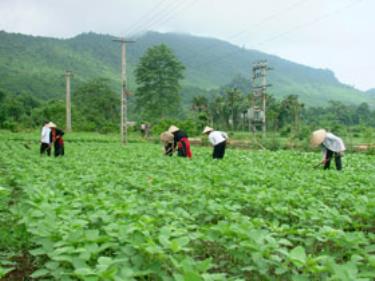 Nông dân xã Khai Trung (Lục Yên) chăm sóc đậu tương.