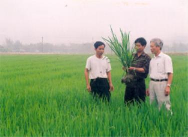 Cán bộ kỹ thuật đang kiểm tra sự sinh trưởng của lúa chất lượng cao ở cánh đồng Mường Lò.
