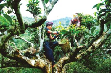 Vùng chè Shan tuyết Suối Giàng (Văn Chấn) với những cây chè cổ thụ hàng trăm năm tuổi. (Ảnh: Hoàng Nhâm)

