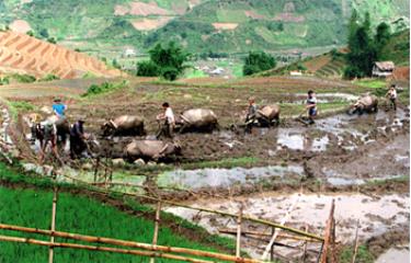 Nông dân bản Tà Ghênh, xã Nậm Có (Mù Cang Chải) làm đất gieo cấy lúa. (Ảnh: Huy Văn)