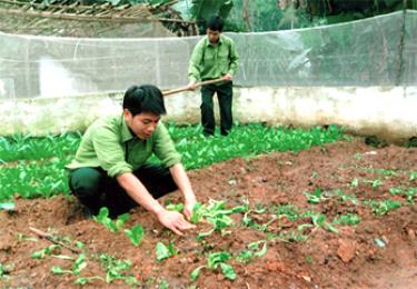 Chiến sĩ Ban Chỉ huy quân sự huyện Yên Bình
trồng rau xanh.
