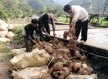 Đồng bào Mông xã Hồng Ca (Trấn Yên) nhận giống tre măng Bát Độ để trồng trong niên vụ 2010. (Ảnh: Sùng A Hồng)

