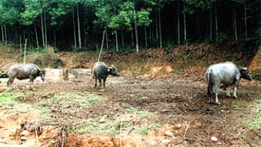 Trâu, bò chết chủ yếu do không làm chuồng trong những ngày rét.