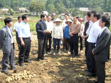 Đồng chí Hoàng Xuân Lộc - Bí thư Tỉnh ủy, Chủ tịch HĐND tỉnh thăm mô hình sản xuất khoai tây ở xã Cát Thịnh (Văn Chấn).