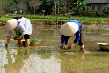 Nông dân xã Tô Mậu, huyện Lục Yên sẽ kết thúc việc gieo cấy trước ngày 15 tháng Giêng, năm Canh Dần. Ảnh Hoài Văn