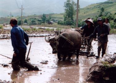 Nông dân xã Tú Lệ, huyện Văn Chấn nô nức xuống đồng.
