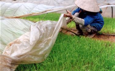 Nhờ làm tốt khâu chống rét cho mạ nên những ngày giá rét kéo dài vừa qua, mạ xuân ở nhiều nơi trong tỉnh vẫn phát triển tốt. (  Ảnh: H.N)