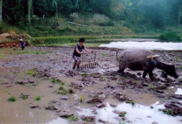 Nông dân các xã vùng sâu huyện Yên Bình làm đất cấy lúa đông xuân. (Ảnh: Đức Hồng)
