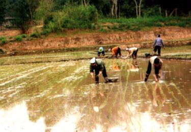 Tranh thủ tiết trời thuận lợi, người dân vĩnh kiên nô nức xuống đồng.
