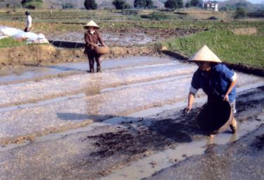 Nhiều hội viên phụ nữ Văn Yên đã có cuộc sống khá nhờ biết áp dụng tiến bộ khoa học kỹ thuật vào sản xuất.
(Ảnh: Đức Hồng)