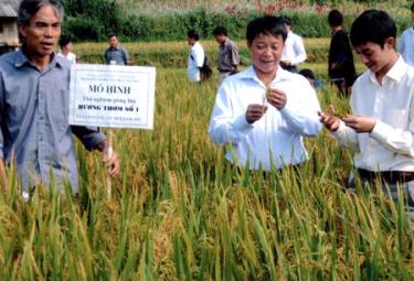 Mô hình thử nghiệm giống lúa Hương thơm số 1 ở xã La Pán Tẩn (Mù Cang Chải) cho năng suất cao.
(Ảnh: Đ.H)